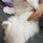 قط ابيض من أم وأب سكوتش