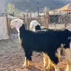 رخال نجد جذعات