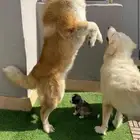 جرو قوقاز أبطال للبيع