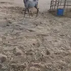 مهر