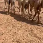 قعدان لبانيه