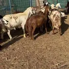 رخال دفيع ومواليد مع الفحل مراح طيب