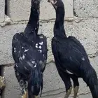 دجاج سندي تب بسعر مناسب
