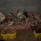 دجاج بياض للبيع