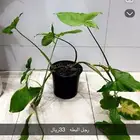 أشجار داخلية أنيقه وجميلة