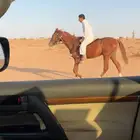 حصان هادي
