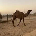 بكره غرنوقية حقة صفراء