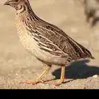 سمان مهاجر