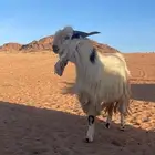 تيس فحل عارضي مشروك مشروط شبب
