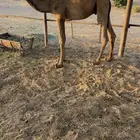 للبيع قعود العمر 8 شهور