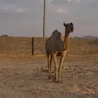 ضروبه شقحاء للبيع