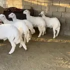 خرفان للبيع ومتوفر صغير ووسط وكبير الموقع بيشة