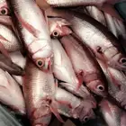 قارب الرايس للرحلات البحريه .. منطقة المدينه المنوره