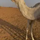 ناقتين للبيع مع القعدان