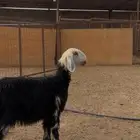 رخل نجديه