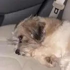 مالتيز للبيع