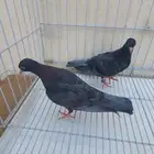حمام صنعاني