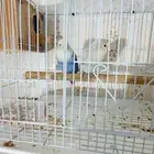 جوزين روز منتجه