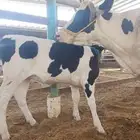 بقره هولنديه منيحه بقرة
