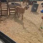 سواكنية درمانية رباع دافع على ولادة