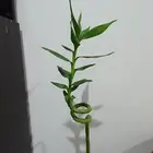 نبتة البامبو او الخيزران