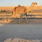 حلفه منيحه للبيع