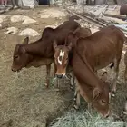 للبيع ثلاثة حسايل