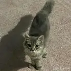 قط ضايع