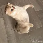 قط سكوتش فولد