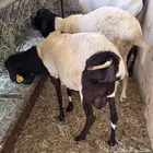 ذبايح تيس وبرابر يوجد ذبح وتوصيل الزلفي