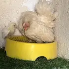 دجاجة جبنيز مع صوص