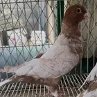 زاجل فراشه