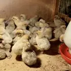 صوص فيومي قولد سلاله نقيه وحجام كبيره