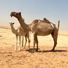 عشراء معه قعود