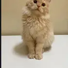 قط ذكر للتبني شيرازي