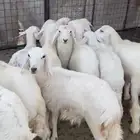 البيع