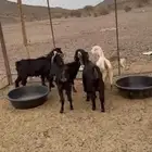 البيع