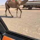 لقحه صفرا على بعير اوضح للبيع