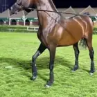 ابن غيث الزبير متاح للتشبيه