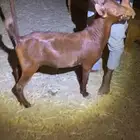 تيوس محايليه وبيشيه ذبايح فاخره