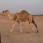 للبيع ناقة شقحاء شاق مميت ومسوح