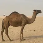 للبيع الناقه ثليث عشرا تحتها بكره تسعه الي عشر شهور