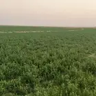 للاجار موسم أو سنه برسيم سنابل قمح ذرى للتواصل