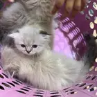 قطط بيع قطه سكوتش قطة