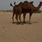 بكار ملاقي للبيع