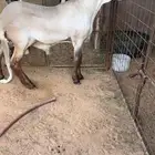 خروف ساكني جذع صنف نادر تم البيع