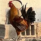 دجاج بلدي