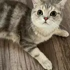 تزاوج انثى عاجل