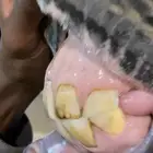 فرس شيخه للبيع