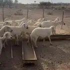 غنم حريات للبيع عدد 38